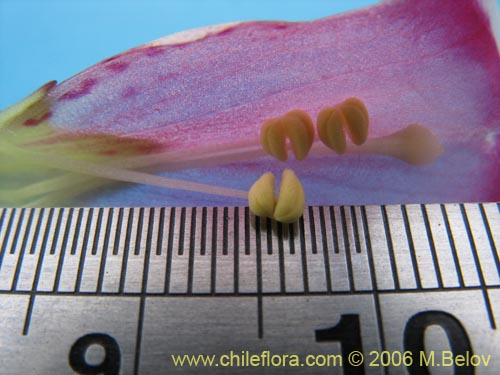 Bild von Mimulus naiandinus (Berro rosado). Klicken Sie, um den Ausschnitt zu vergrössern.