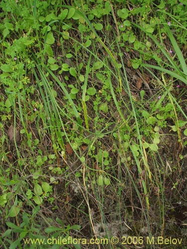 Bild von Gilliesia montana (). Klicken Sie, um den Ausschnitt zu vergrössern.