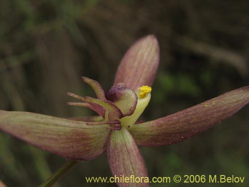 Фотография Gilliesia montana (). Щелкните, чтобы увеличить вырез.