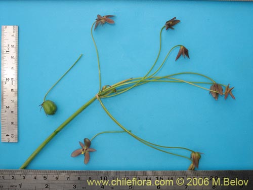 Gilliesia montanaの写真