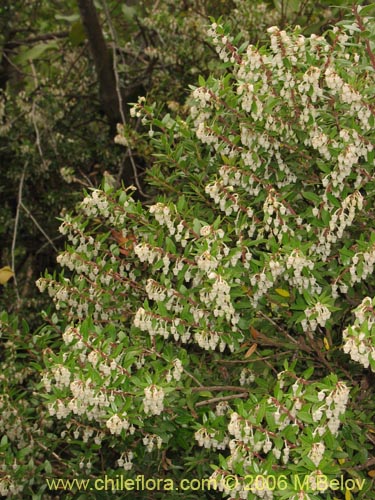 Bild von Gaultheria phillyreifolia (Chaura común). Klicken Sie, um den Ausschnitt zu vergrössern.