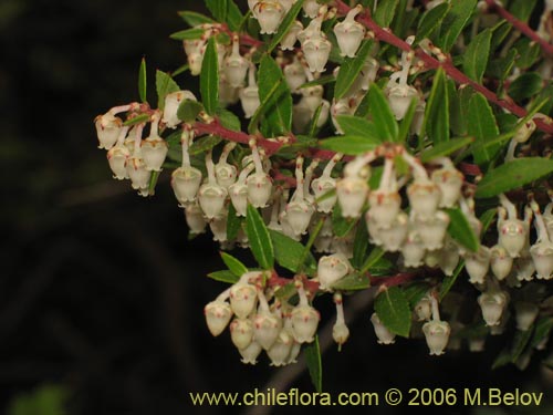 Image of Gaultheria phillyreifolia (Chaura común). Click to enlarge parts of image.