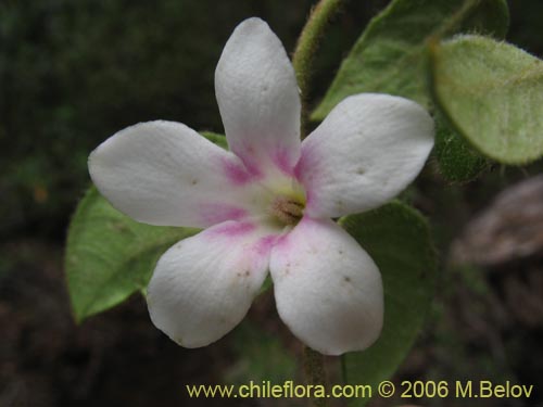 Imágen de Elytropus chilensis (Quilmay / Poroto del campo). Haga un clic para aumentar parte de imágen.