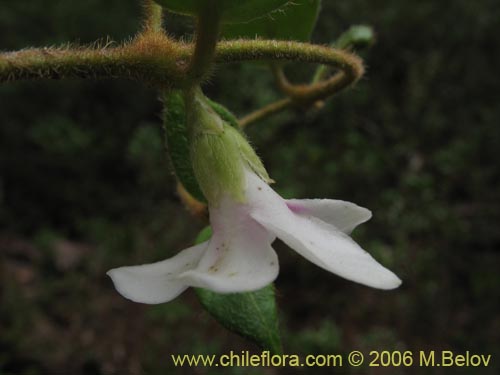 Imágen de Elytropus chilensis (Quilmay / Poroto del campo). Haga un clic para aumentar parte de imágen.