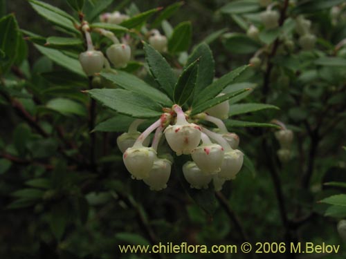 Image of Gaultheria phillyreifolia (Chaura común). Click to enlarge parts of image.