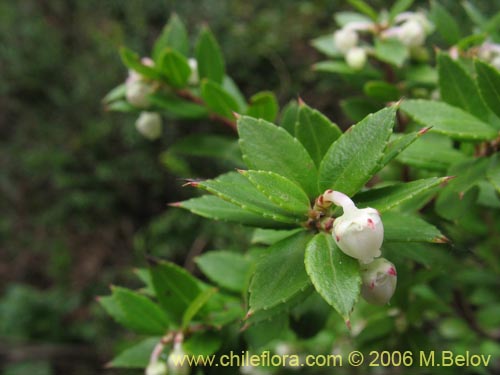 Bild von Gaultheria phillyreifolia (Chaura común). Klicken Sie, um den Ausschnitt zu vergrössern.