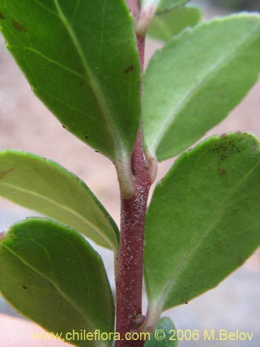 Bild von Gaultheria phillyreifolia (Chaura común). Klicken Sie, um den Ausschnitt zu vergrössern.