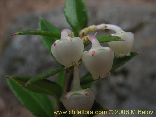 Image of Gaultheria phillyreifolia (Chaura común). Click to enlarge parts of image.