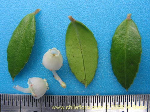 Image of Gaultheria phillyreifolia (Chaura común). Click to enlarge parts of image.