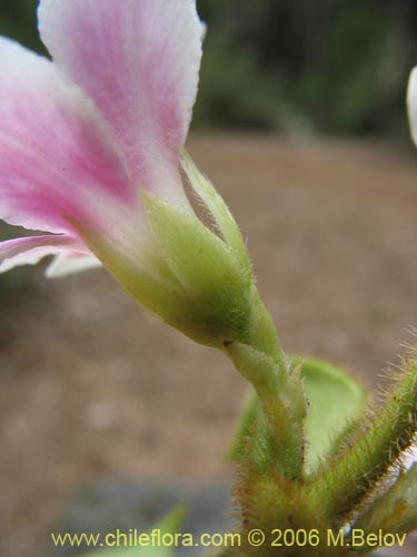 Image of Elytropus chilensis (Quilmay / Poroto del campo). Click to enlarge parts of image.