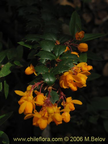 Bild von Berberis darwinii (Michay / Calafate). Klicken Sie, um den Ausschnitt zu vergrössern.