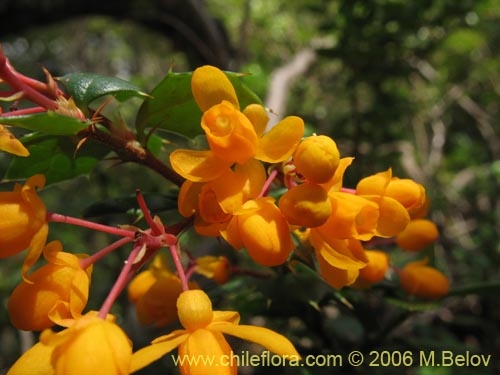 Imágen de Berberis darwinii (Michay / Calafate). Haga un clic para aumentar parte de imágen.