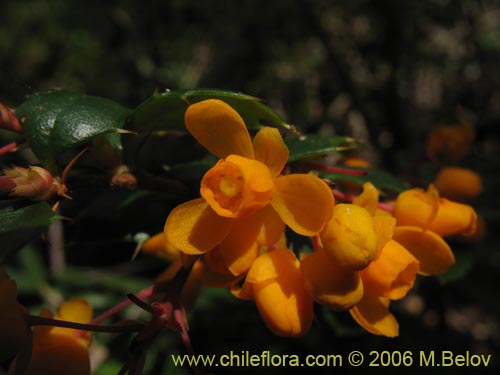 Imágen de Berberis darwinii (Michay / Calafate). Haga un clic para aumentar parte de imágen.