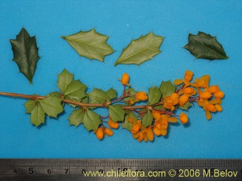 Imágen de Berberis darwinii (Michay / Calafate). Haga un clic para aumentar parte de imágen.