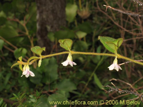 Image of Elytropus chilensis (Quilmay / Poroto del campo). Click to enlarge parts of image.