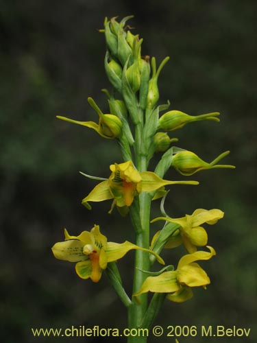 Bild von Gavilea odoratissima (). Klicken Sie, um den Ausschnitt zu vergrössern.