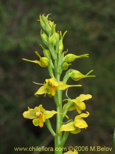 Bild von Gavilea odoratissima (). Klicken Sie, um den Ausschnitt zu vergrössern.