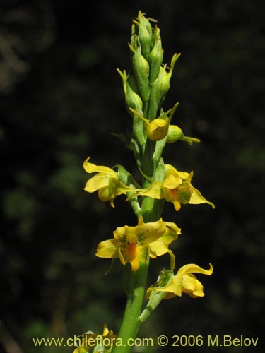 Bild von Gavilea odoratissima (). Klicken Sie, um den Ausschnitt zu vergrössern.