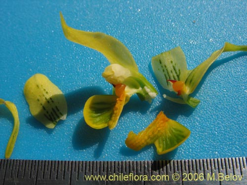 Image of Gavilea odoratissima (). Click to enlarge parts of image.