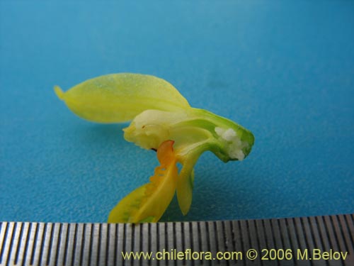 Фотография Gavilea odoratissima (). Щелкните, чтобы увеличить вырез.