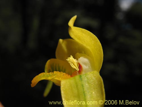 Gavilea odoratissimaの写真