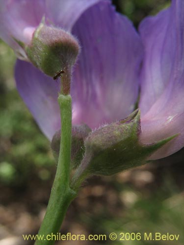 Image of Lathyrus sp. #3069 (). Click to enlarge parts of image.