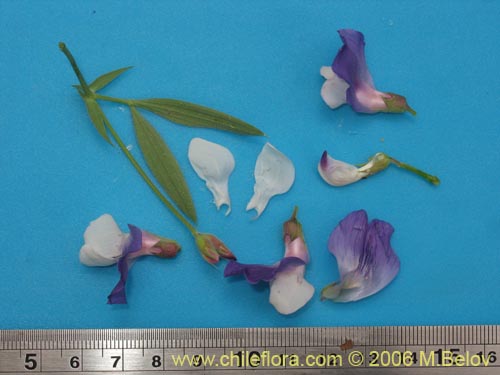 Image of Lathyrus sp. #3069 (). Click to enlarge parts of image.
