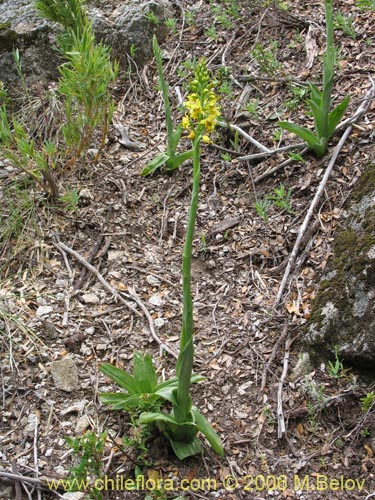 Image of Gavilea odoratissima (). Click to enlarge parts of image.