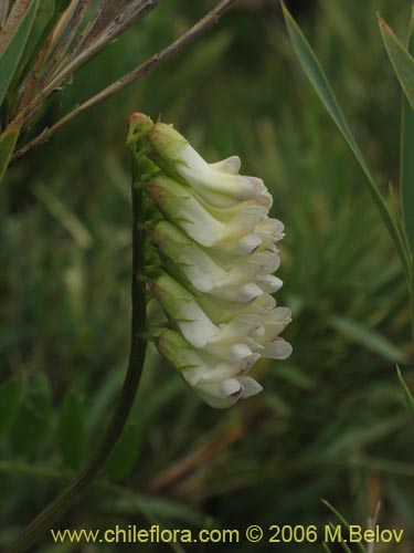 Bild von Vicia magnifolia (Arvejilla). Klicken Sie, um den Ausschnitt zu vergrössern.