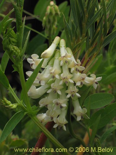 Imágen de Vicia magnifolia (Arvejilla). Haga un clic para aumentar parte de imágen.