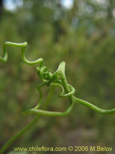 Image of Vicia magnifolia (Arvejilla). Click to enlarge parts of image.