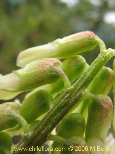 Vicia magnifolia的照片