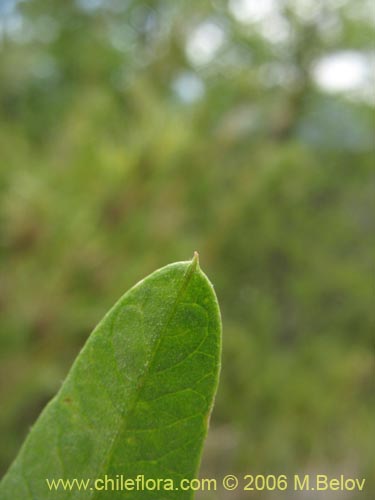 Фотография Vicia magnifolia (Arvejilla). Щелкните, чтобы увеличить вырез.