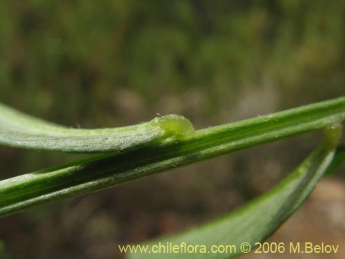 Bild von Vicia magnifolia (Arvejilla). Klicken Sie, um den Ausschnitt zu vergrössern.