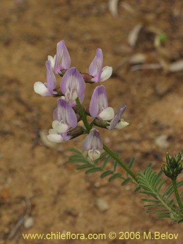 Astragalus sp. #1528的照片