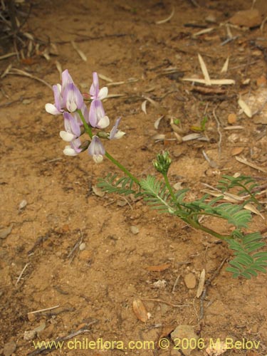 Astragalus sp. #1528的照片