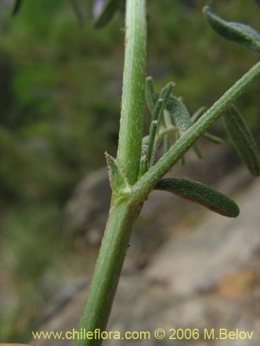 Astragalus sp.   #1528的照片
