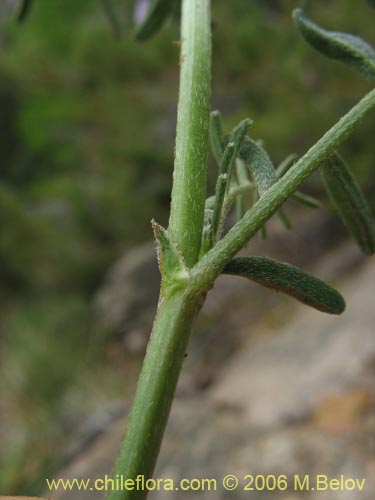 Astragalus sp. #1528의 사진