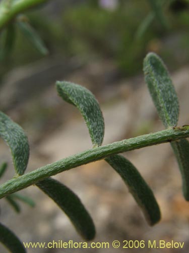 Astragalus sp. #1528の写真