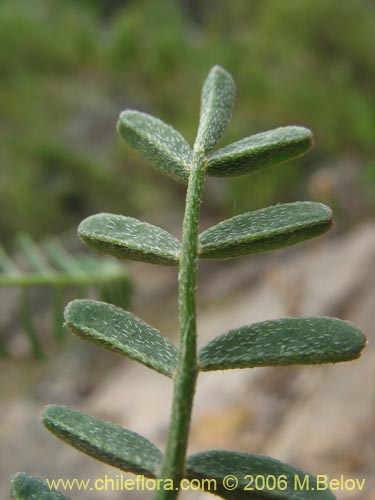 Image of Astragalus sp.   #1528 (). Click to enlarge parts of image.
