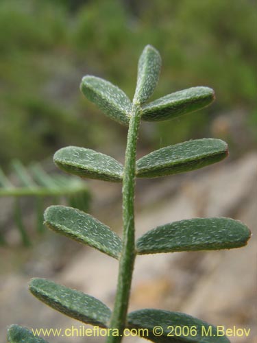 Astragalus sp. #1528の写真