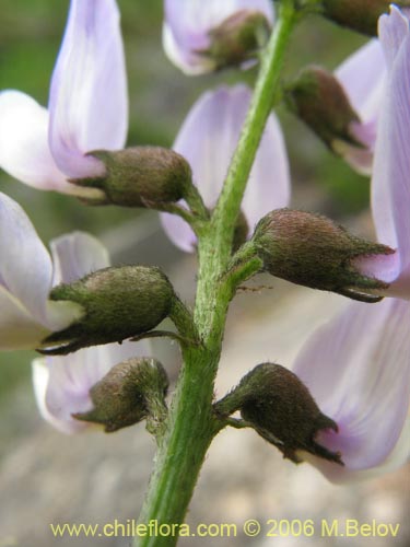 Фотография Astragalus sp. #1528 (). Щелкните, чтобы увеличить вырез.