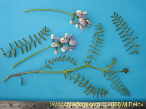 Фотография Astragalus sp.   #1528 (). Щелкните, чтобы увеличить вырез.