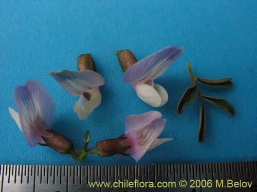 Image of Astragalus sp.   #1528 (). Click to enlarge parts of image.