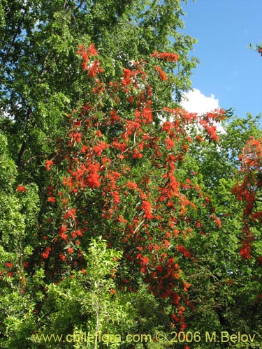 Bild von Embothrium coccineum (Notro, ciruelillo). Klicken Sie, um den Ausschnitt zu vergrössern.