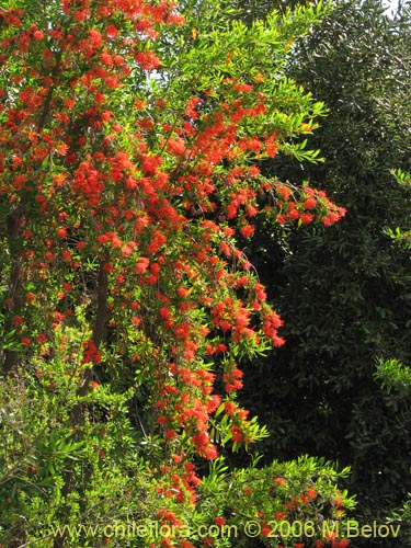 Bild von Embothrium coccineum (Notro, ciruelillo). Klicken Sie, um den Ausschnitt zu vergrössern.