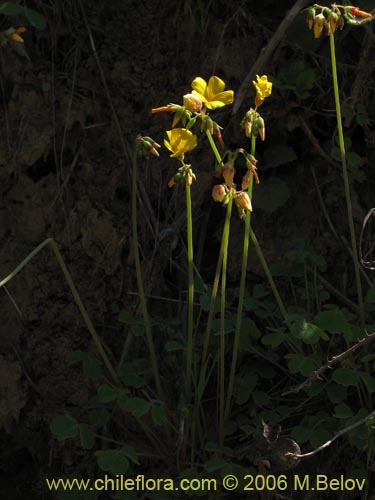 Oxalis valdiviensisの写真