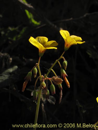 Imágen de Oxalis valdiviensis (). Haga un clic para aumentar parte de imágen.