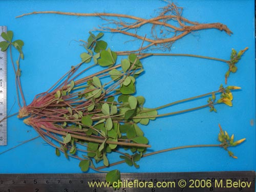 Image of Oxalis valdiviensis (). Click to enlarge parts of image.