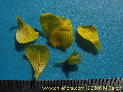 Imágen de Oxalis valdiviensis (). Haga un clic para aumentar parte de imágen.